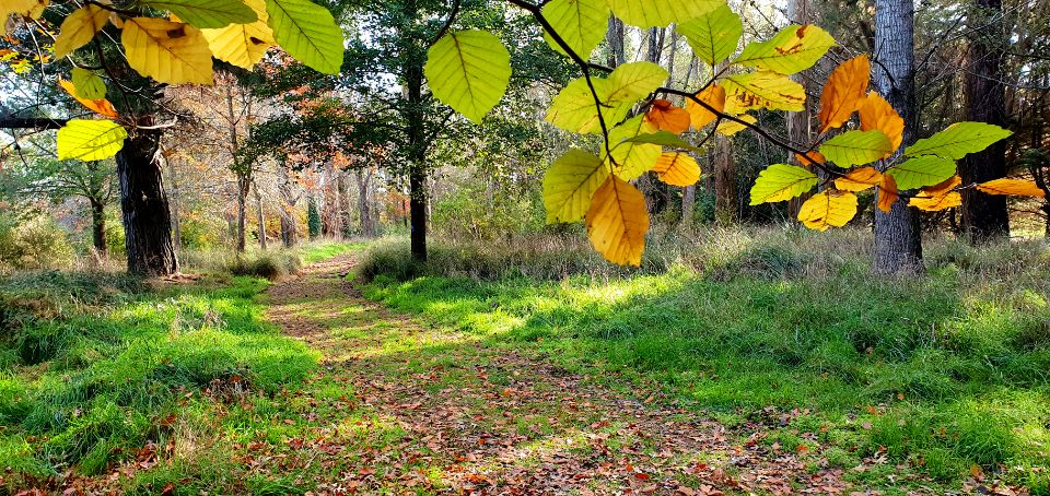 The forest around the property